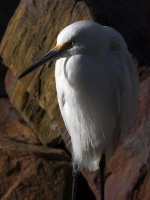 Egret2.jpg