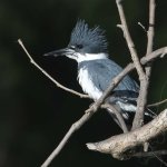 Kingfisher.jpg