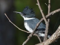 Kingfisher5.jpg