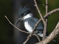 Kingfisher8.jpg