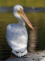 Pelican.jpg