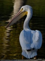 Pelican2.jpg