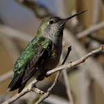 Hummer5.jpg