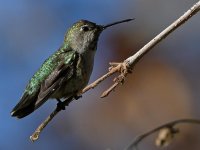 Hummer8.jpg