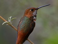 Hummer10.jpg