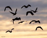 GeeseSunrise-684.jpg