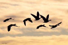 GeeseSunrise-686.jpg