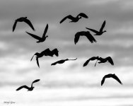 GeeseSunrise-685.jpg
