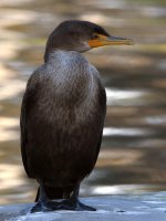 Cormorant2.jpg