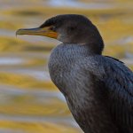 Cormorant3.jpg