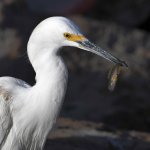 Egret6.jpg