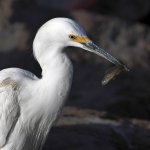 Egret7.jpg