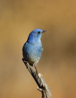 _ROY0437_00001.jpg