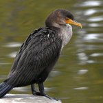 Cormorant.jpg