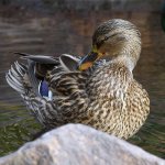 Mallard2.jpg