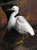 Egret2.jpg