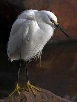 Egret3.jpg