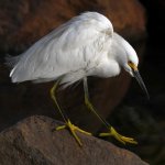 Egret5.jpg