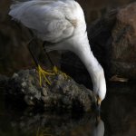 Egret6.jpg
