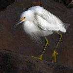 Egret7.jpg