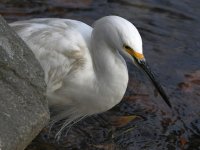 Egret8.jpg