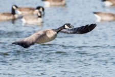 GooseTakeoff-691.jpg