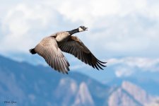 GooseTakeoff-692.jpg