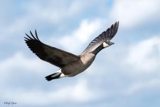GooseTakeoff-694.jpg
