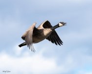 GooseTakeoff-695.jpg