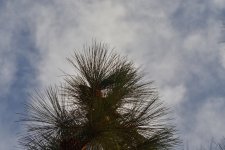 _ROY0995_00001.jpg