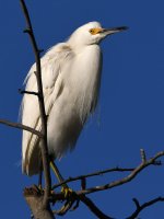 Egret.jpg