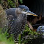BlueHeron.jpg