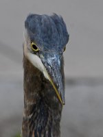 BlueHeron2.jpg