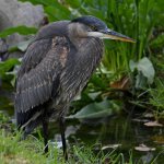 BlueHeron3.jpg