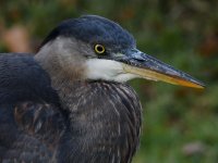 BlueHeron11.jpg