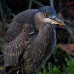 BlueHeron12.jpg