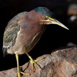 GreenHeron4.jpg