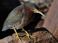 GreenHeron6.jpg