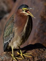 GreenHeron7.jpg