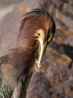 GreenHeron11.jpg
