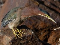 GreenHeron14.jpg