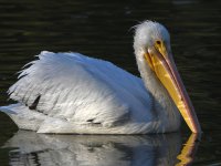 Pelican5.jpg