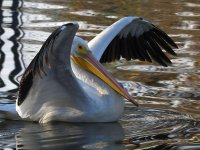 Pelican4.jpg