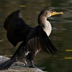 Cormorant4.jpg