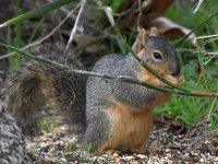 Squirrel2.jpg