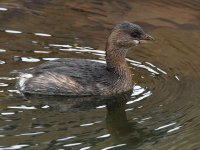 Grebe2.jpg
