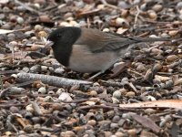 Junco.jpg