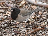 Junco2.jpg