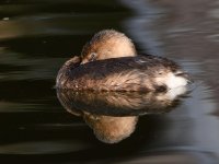 Grebe.jpg