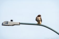 _DSC2404 low res.jpg